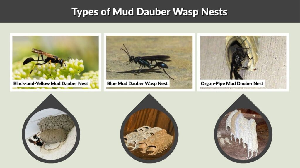 Types of Mud Dauber Wasp Nests