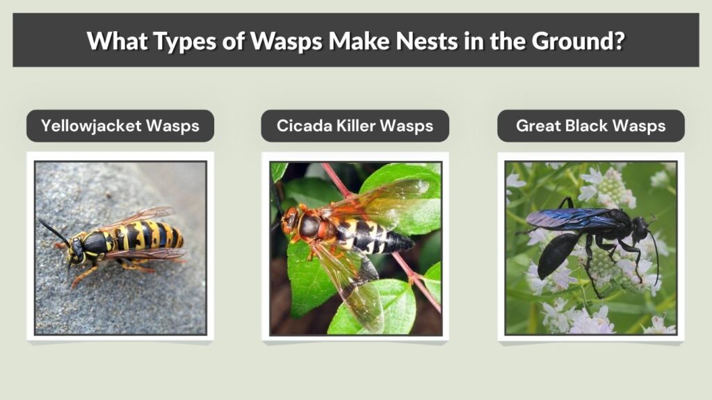 What Types of Wasps Make Nests in the Ground?