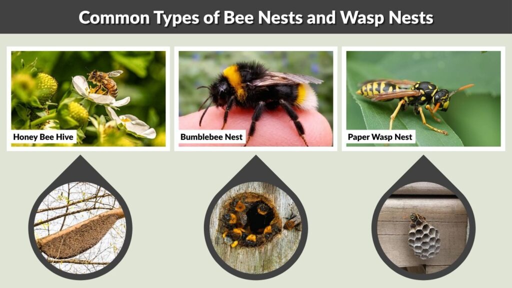 Common Types of Bee Nests and Wasp Nests