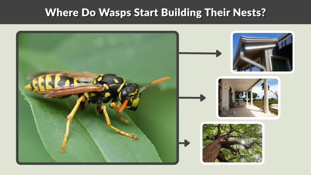 Where Do Wasps Start Building Their Nests?