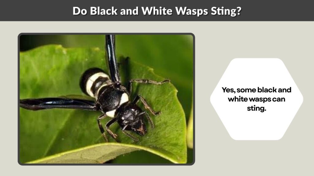 Do Black and White Wasps Sting?