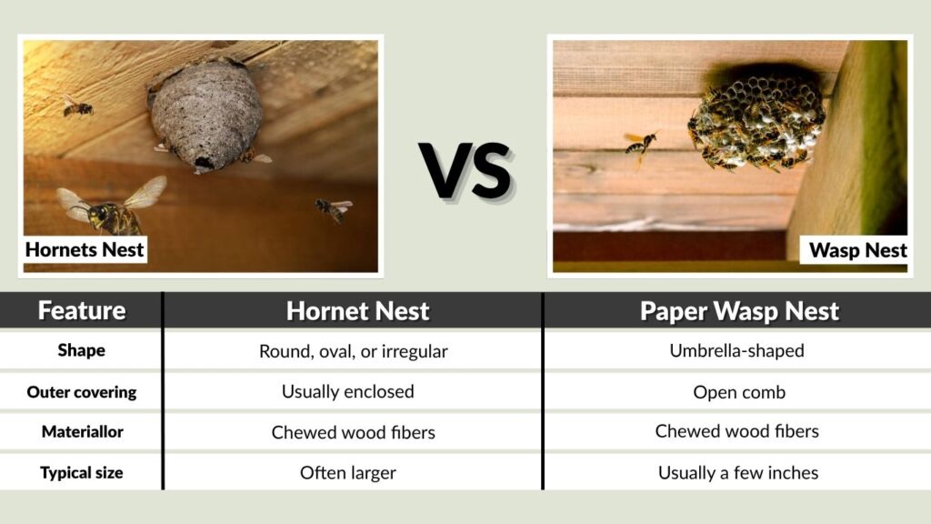 Hornets Nest vs Wasp Nest Comparison Table