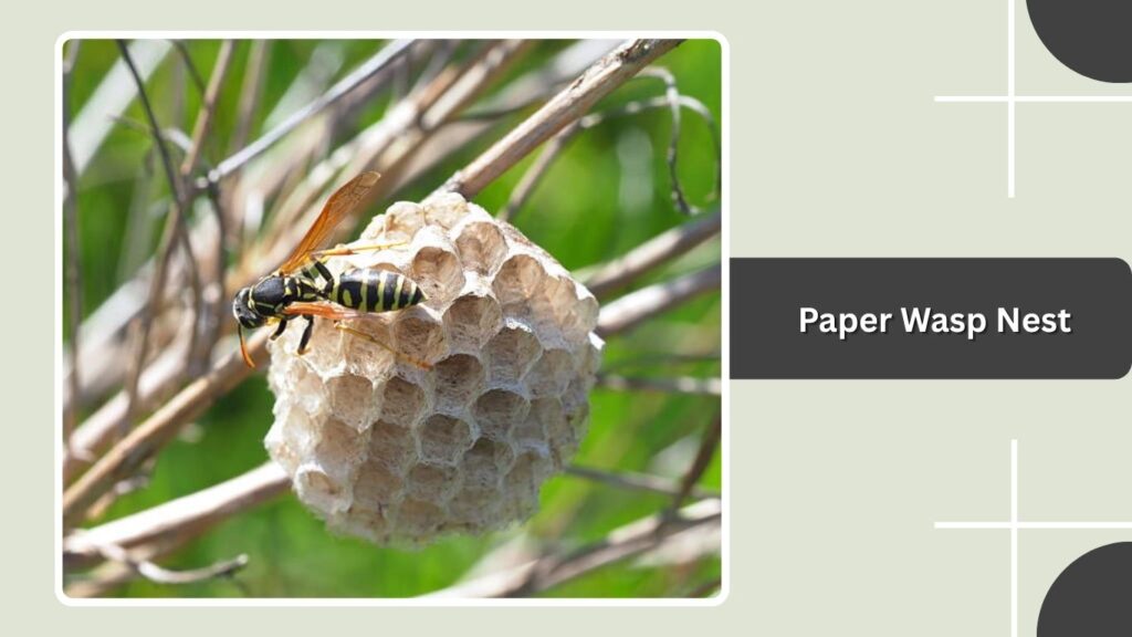 Paper Wasp Nest