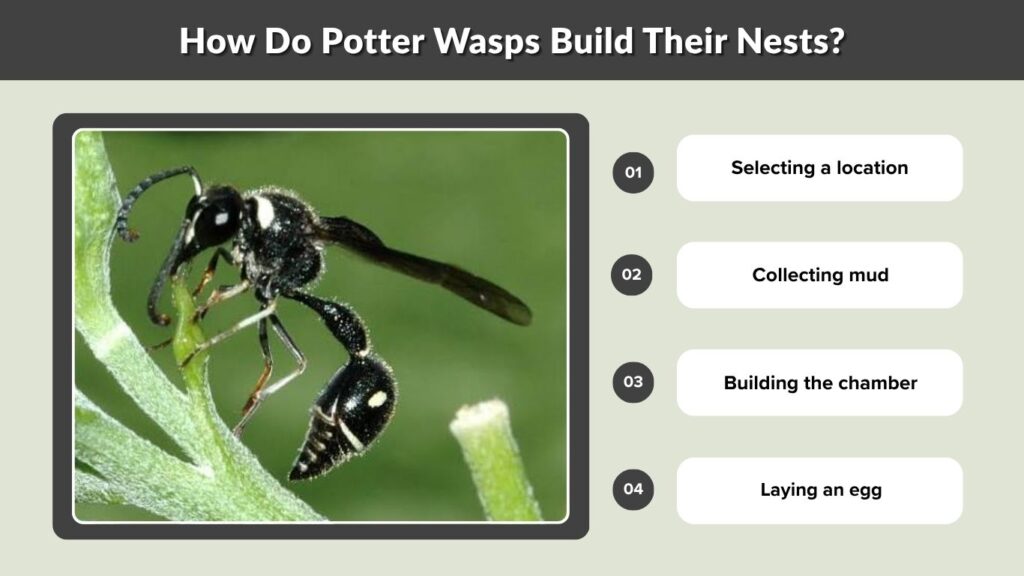 How Do Potter Wasps Build Their Nests?