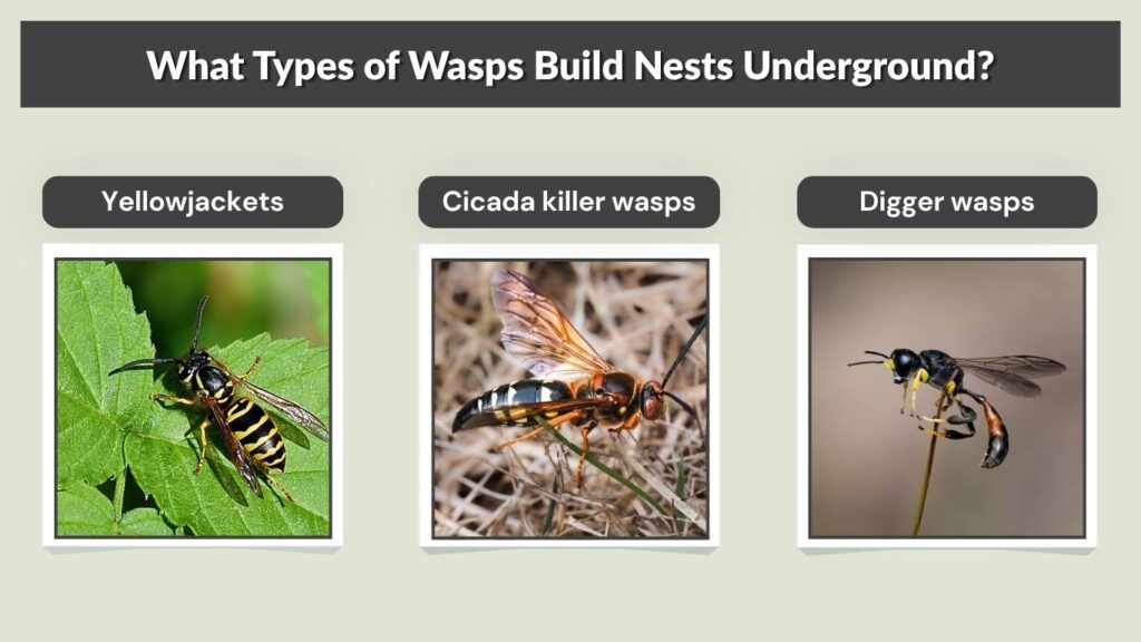 What Types of Wasps Build Nests Underground?