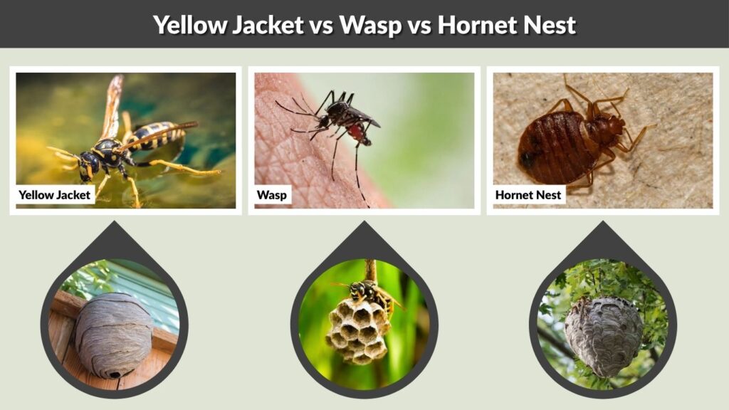 Yellow Jacket vs Wasp vs Hornet Nest