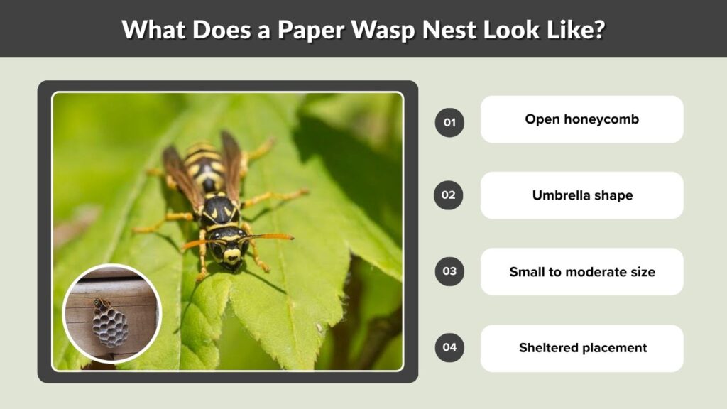 What Does a Paper Wasp Nest Look Like?