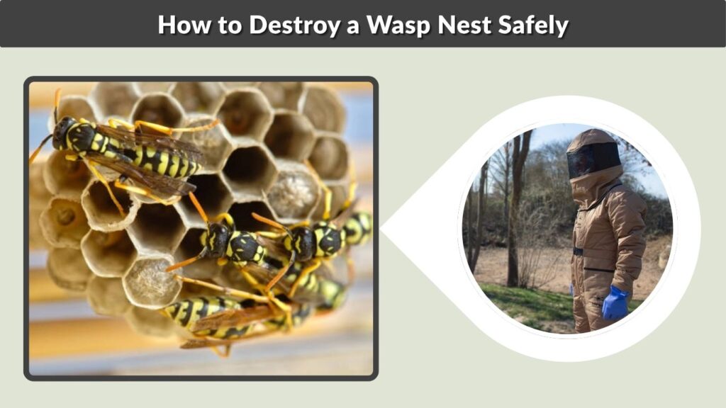 How to Destroy a Wasp Nest Safely