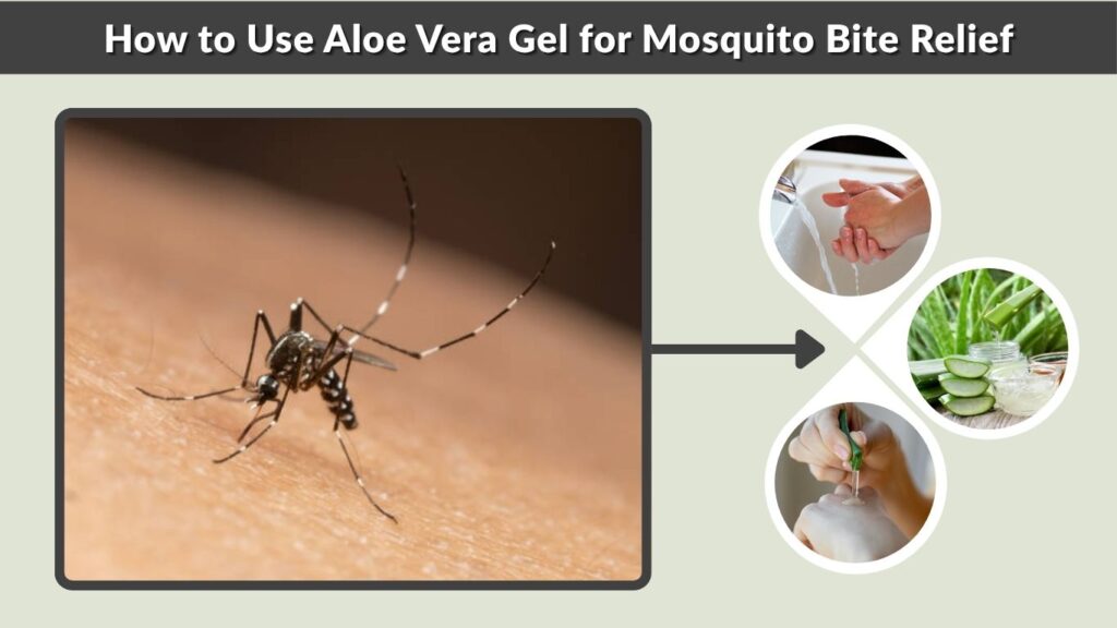 How to Use Aloe Vera Gel for Mosquito Bite Relief