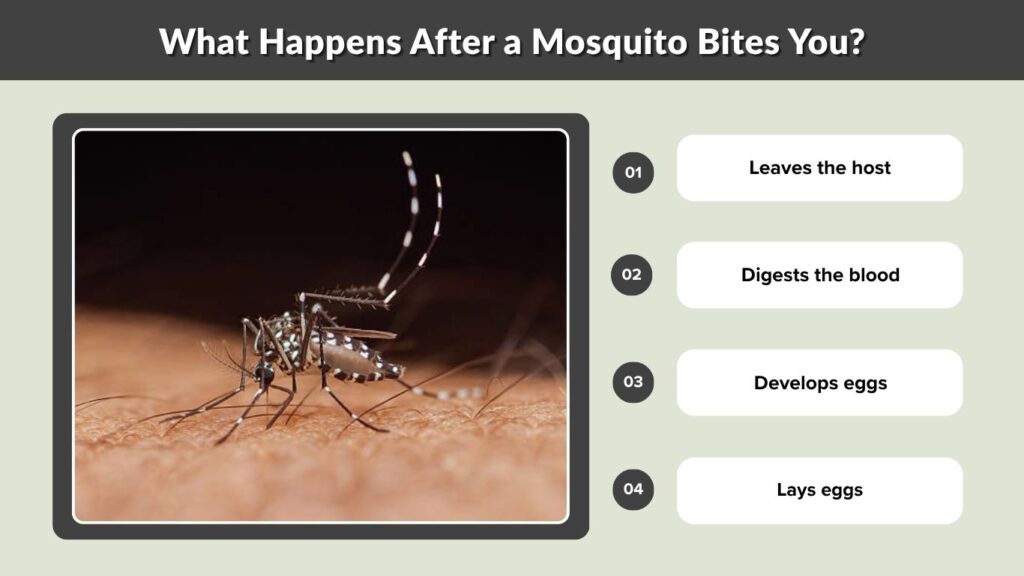 What Happens After a Mosquito Bites You?