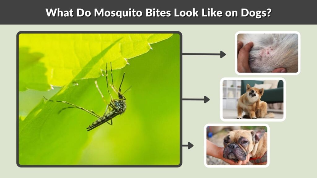 What Do Mosquito Bites Look Like on Dogs?