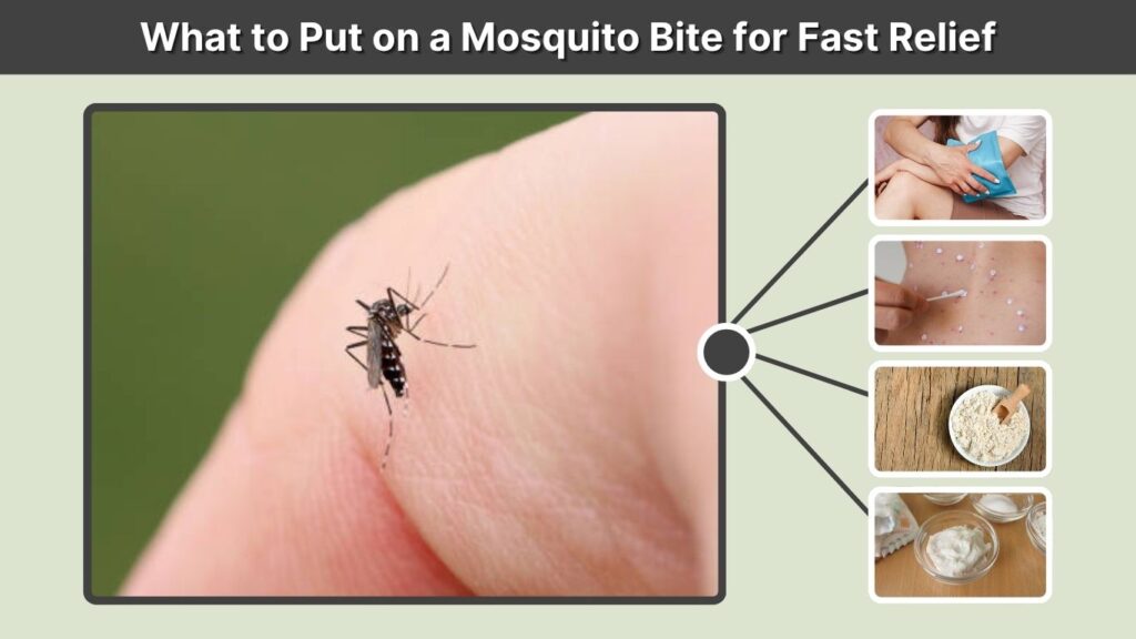 What to Put on a Mosquito Bite for Fast Relief