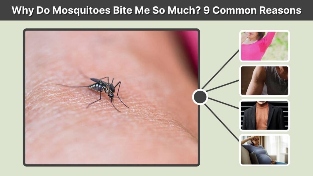 Why Do Mosquitoes Bite Me So Much? 9 Common Reasons