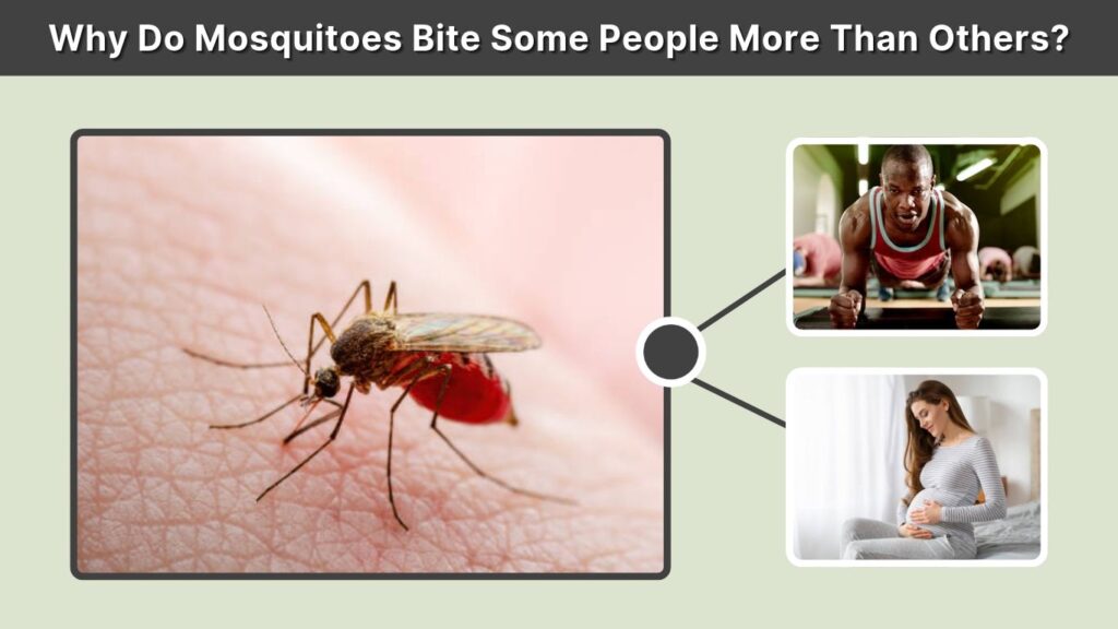 Why Do Mosquitoes Bite Some People More Than Others?
