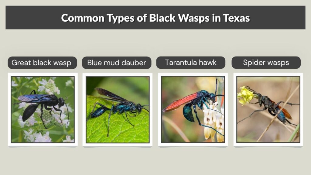 Common Types of Black Wasps in Texas