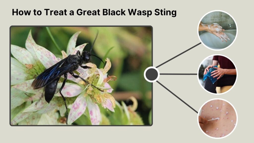 How to Treat a Great Black Wasp Sting