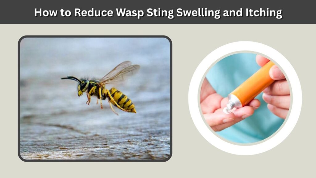 How to Reduce Wasp Sting Swelling and Itching