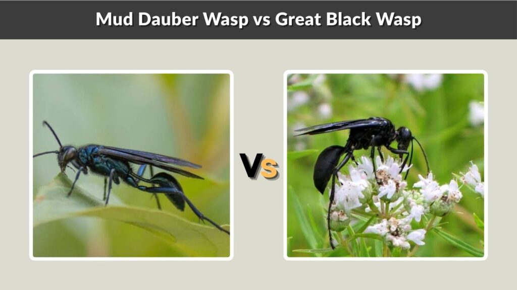 Mud Dauber Wasp vs Great Black Wasp