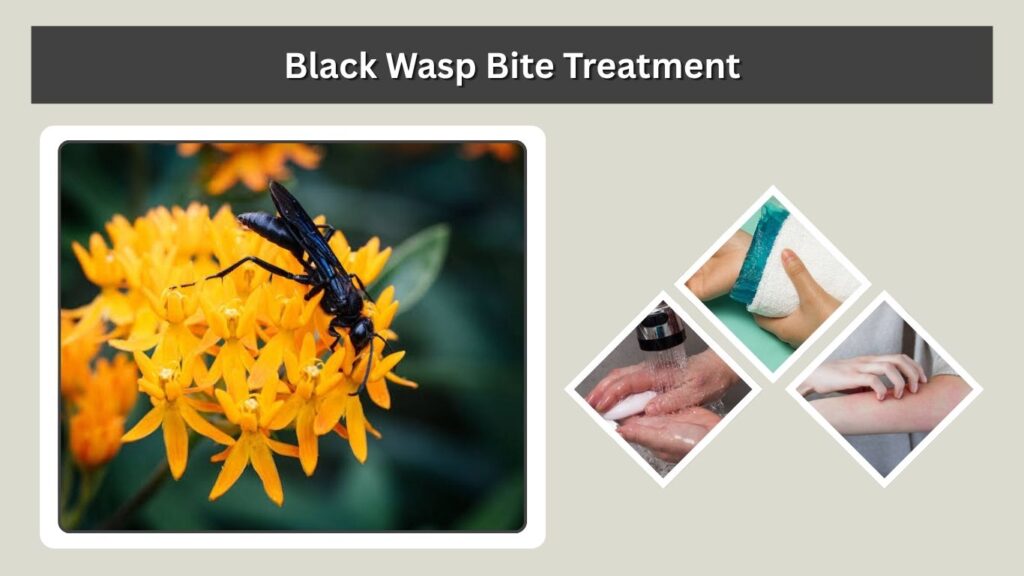 Black Wasp Bite Treatment