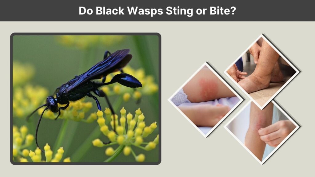 Do Black Wasps Sting or Bite?