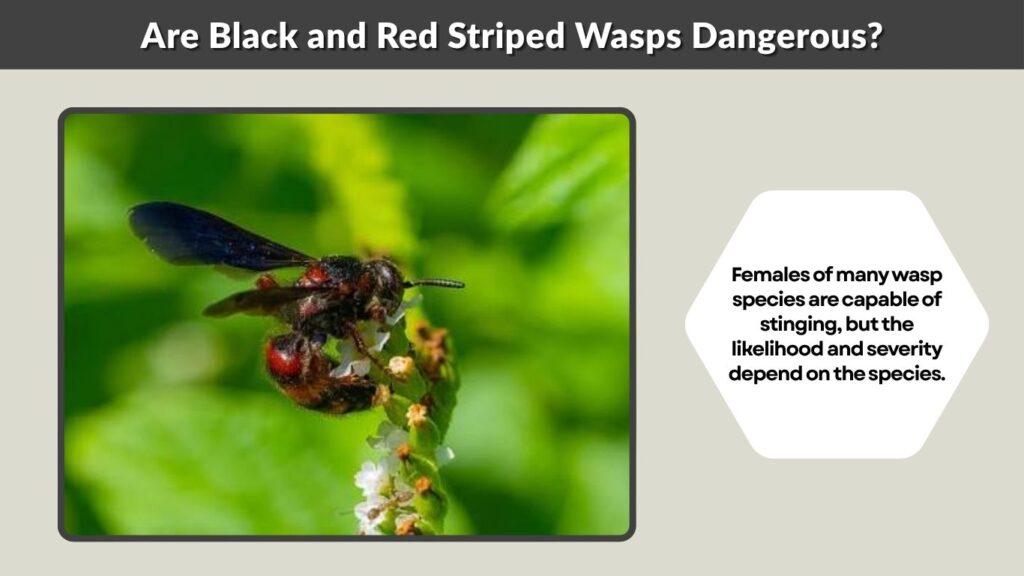 Are Black and Red Striped Wasps Dangerous?