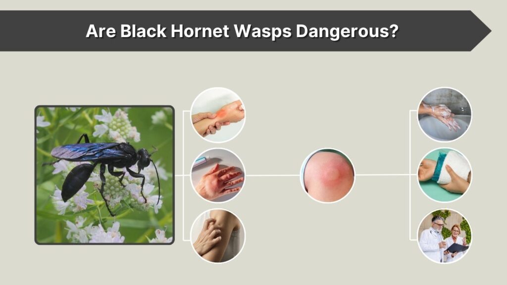 Are Black Hornet Wasps Dangerous?