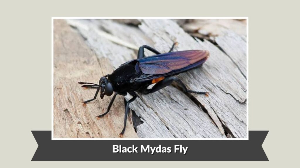 Black Mydas Fly (Mydas clavatus)