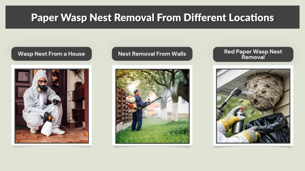 Paper Wasp Nest Removal From Different Locations
