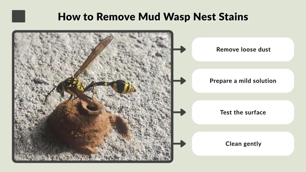 How to Remove Mud Wasp Nest Stains