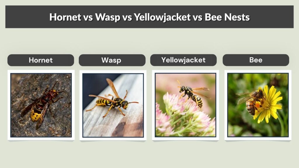Hornet vs Wasp vs Yellowjacket vs Bee Nests