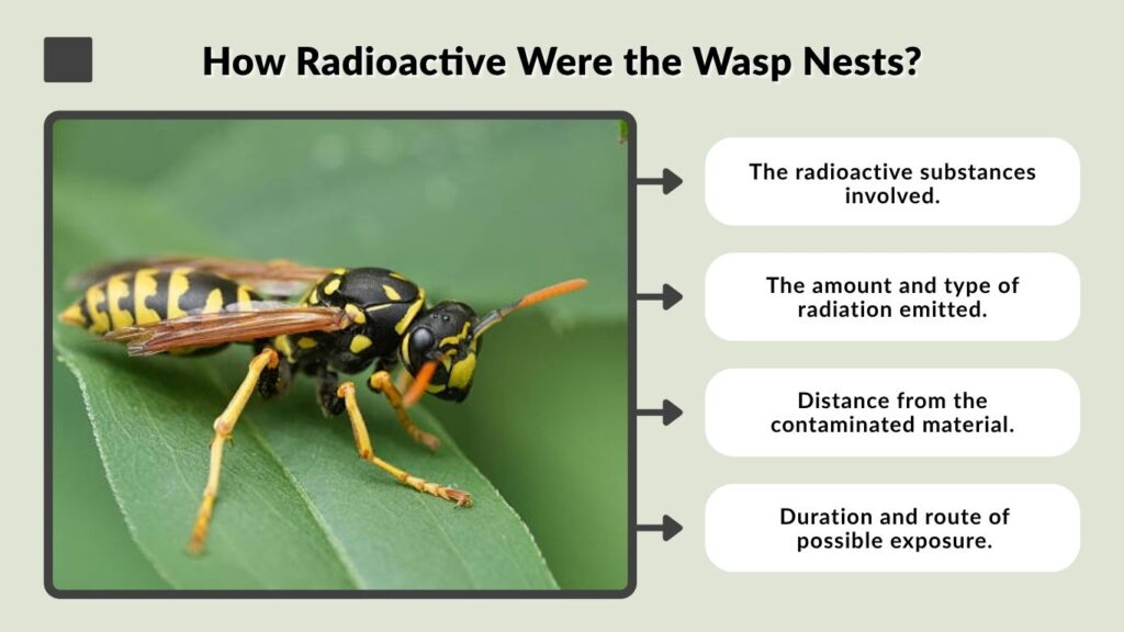 How Radioactive Were the Wasp Nests?