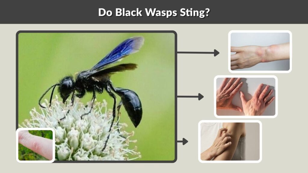 Do Black Wasps Sting?