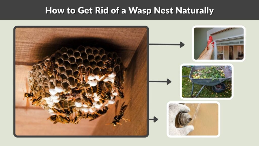 How to Get Rid of a Wasp Nest Naturally