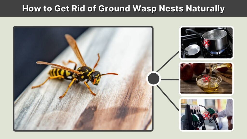How to Get Rid of Ground Wasp Nests Naturally