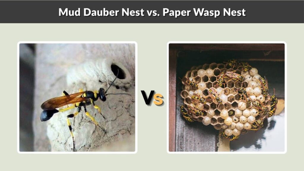 Mud Dauber Nest vs. Paper Wasp Nest