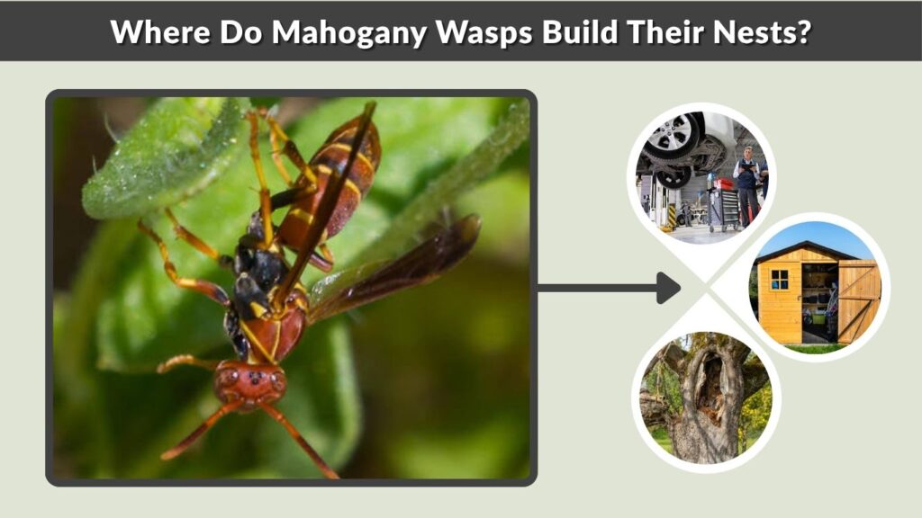 Where Do Mahogany Wasps Build Their Nests?