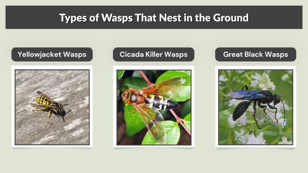 Types of Wasps That Nest in the Ground