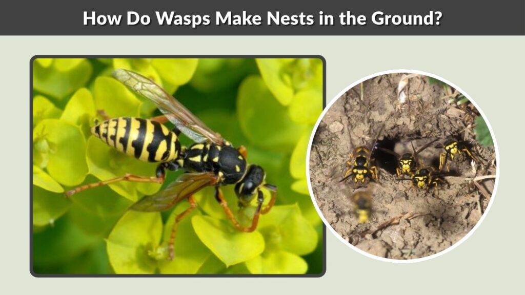 How Do Wasps Make Nests in the Ground?