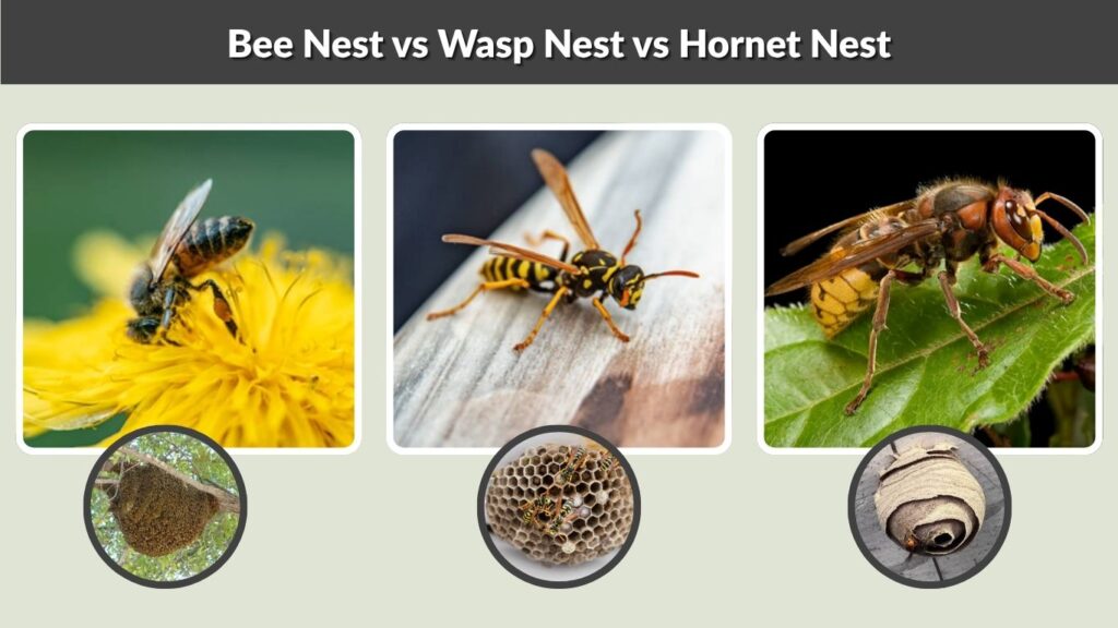 Bee Nest vs Wasp Nest vs Hornet Nest