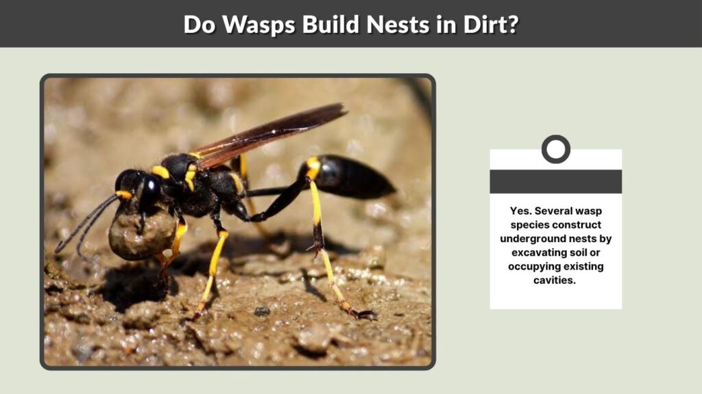Do Wasps Build Nests in Dirt?