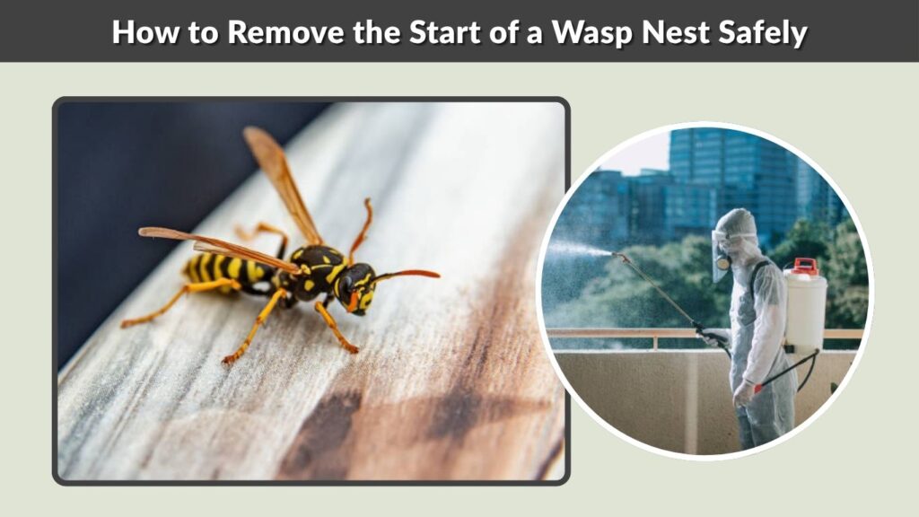 How to Remove the Start of a Wasp Nest Safely