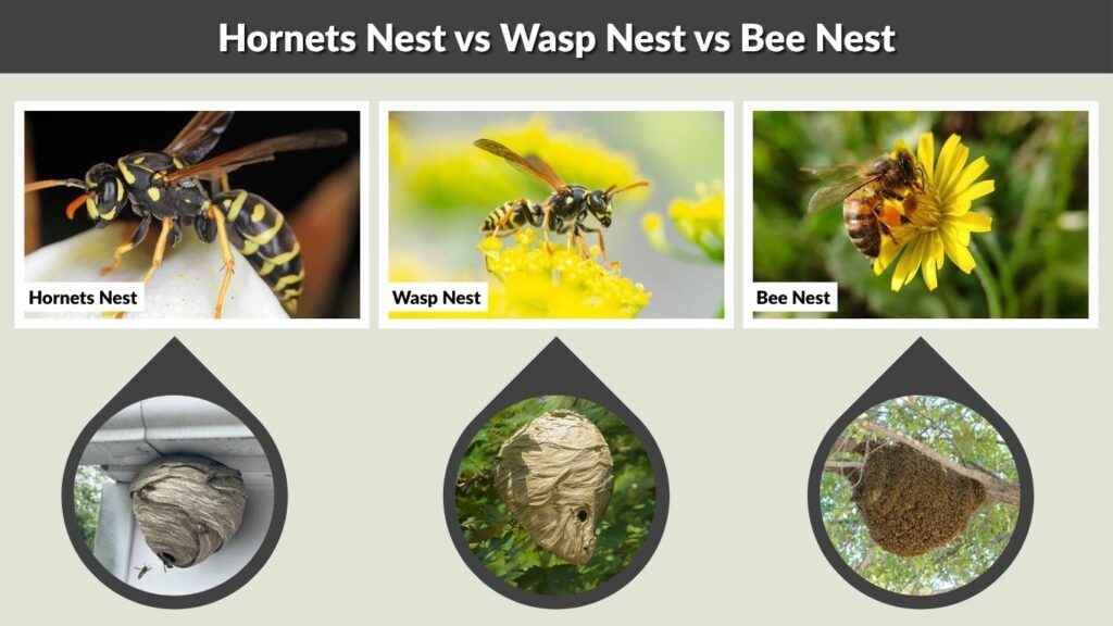 Hornets Nest vs Wasp Nest vs Bee Nest