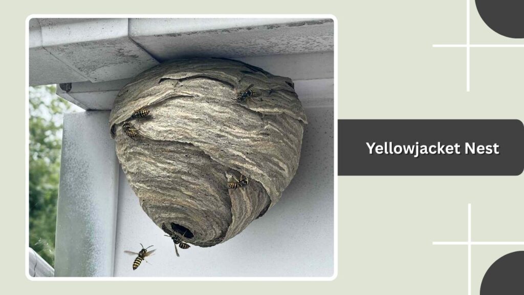 Yellowjacket Nest