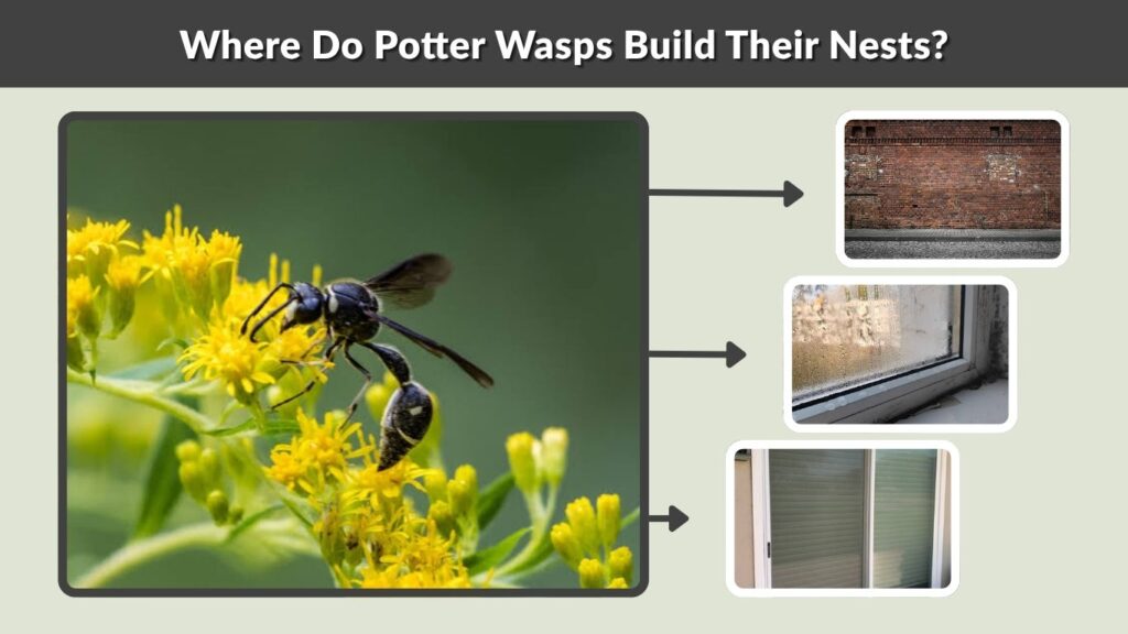 Where Do Potter Wasps Build Their Nests?