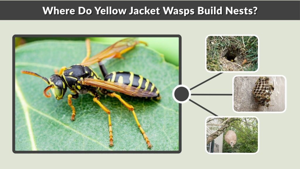 Where Do Yellow Jacket Wasps Build Nests?