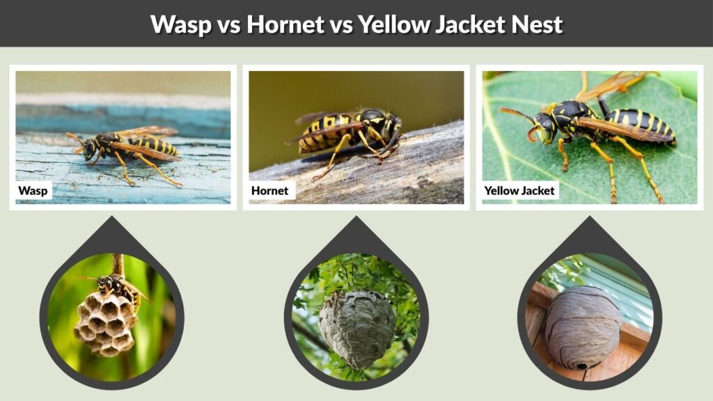 Wasp vs Hornet vs Yellow Jacket Nest
