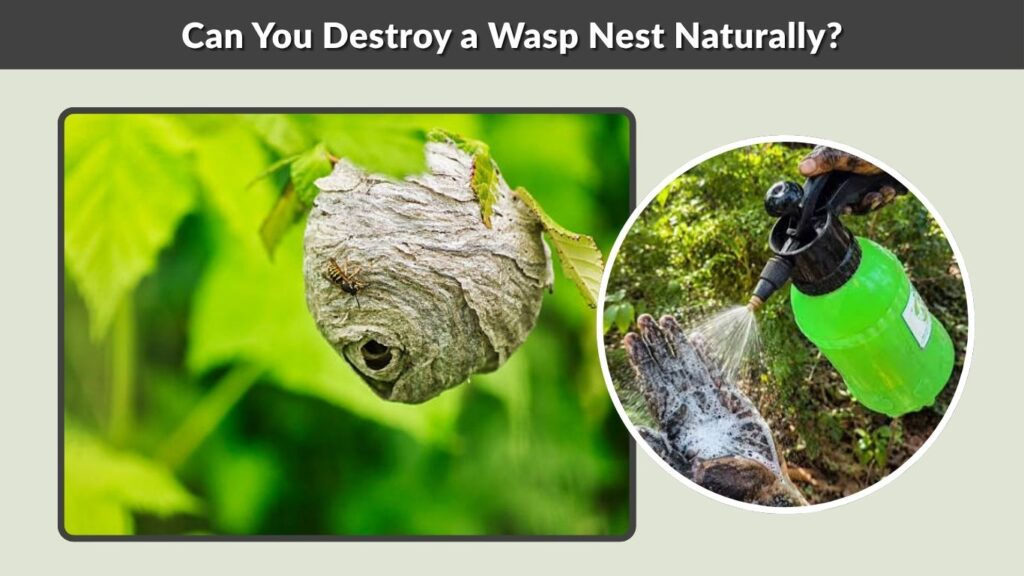 Can You Destroy a Wasp Nest Naturally?