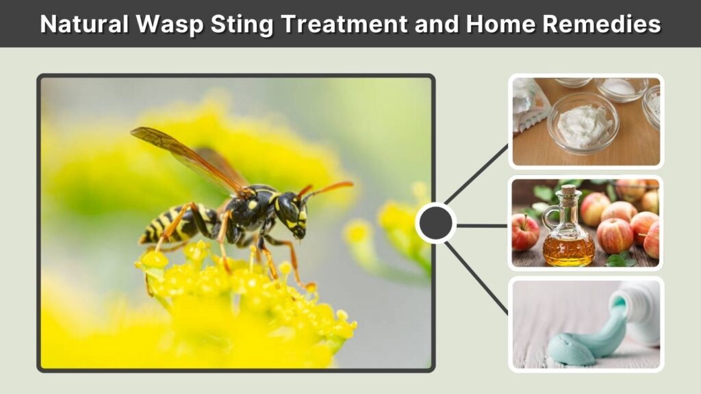 Natural Wasp Sting Treatment and Home Remedies