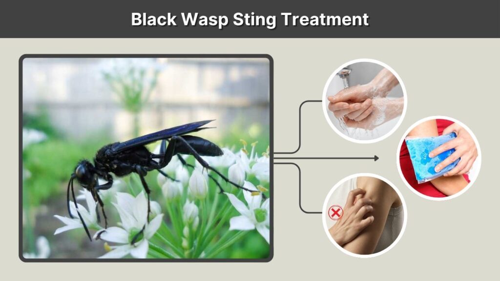 Black Wasp Sting Treatment