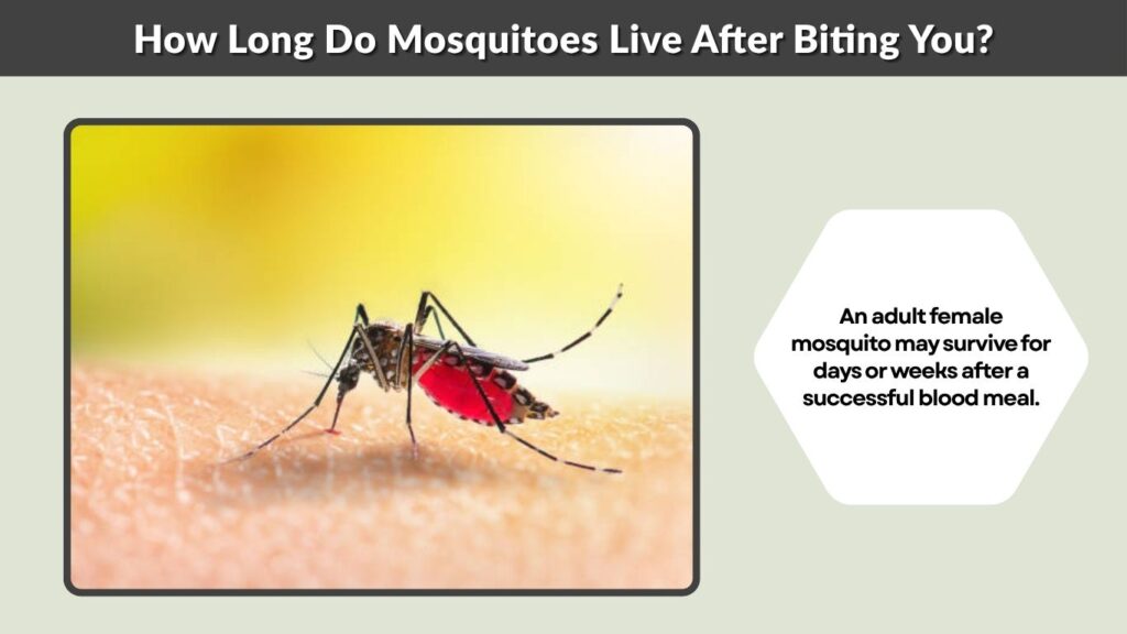 How Long Do Mosquitoes Live After Biting You?
